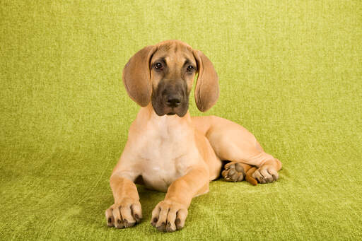 Een gezonde, jonge duitse dog pup met prachtige grote poten