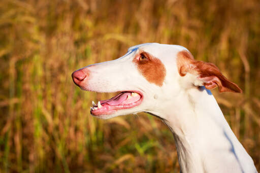 Een ibizaner jachthond met gestroomlijnde oren en een natte neus