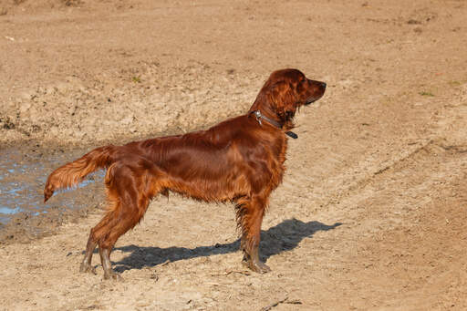 Een jonge, volwassen ierse setter genietend van wat beweging buiten