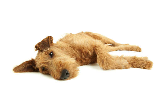 Een rustende irish terrier genietend van zijn tijd op de vloer