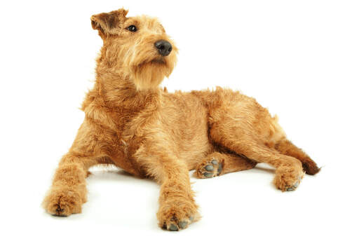 Een pezige, jonge volwassen irish terrier pronkend met zijn mooie rode vacht