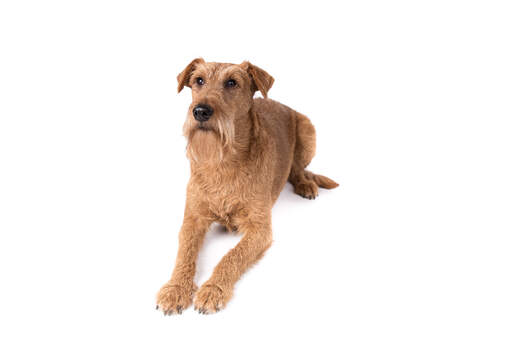 Een jonge volwassen irish terrier die ligt te wachten op een commando