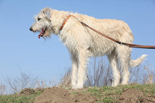 Een grote, grote ierse wolfshond met een prachtige, witte, draadachtige vacht