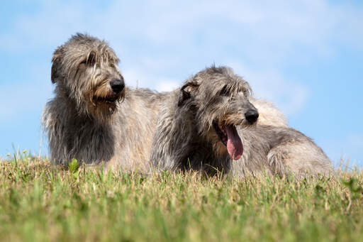 Twee gezonde, volwassen ierse wolfshonden liggen in het gras