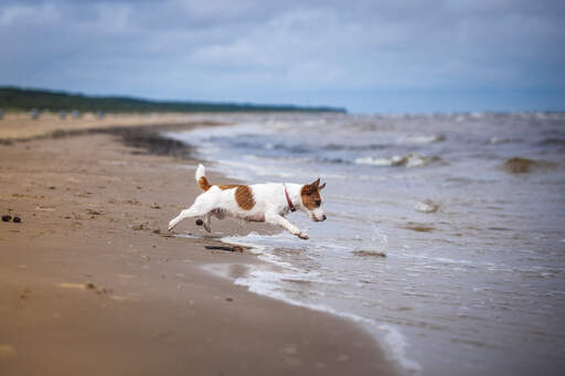 Een mooie, kleine, vrouwelijke jack russell terriër die in het water springt