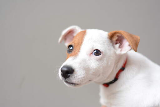 Een close up van de mooie kleine ogen en de zachte puppy vacht van een jonge jack russell terriër