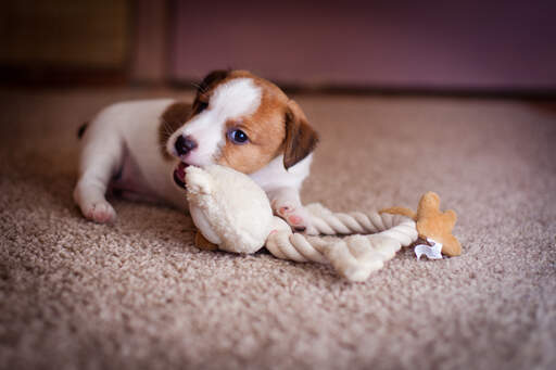 Een gezonde, jonge jack russell terrier puppy kauwend op een speeltje