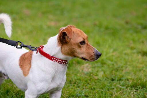 Een gezonde, jonge volwassen jack russell terrier met een mooie, zachte, korte vacht