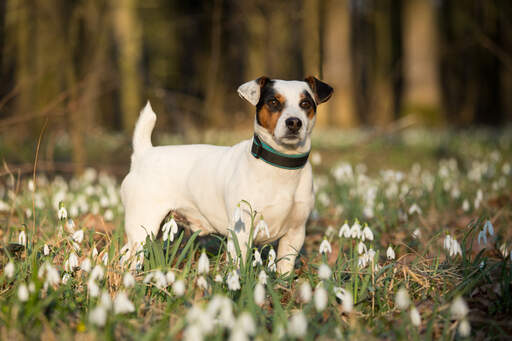 Een prachtige jack russell terriër die zijn mooie, korte lichaam laat zien.