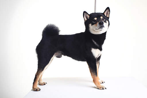 Een mooie kleine japanse shiba inu puppy met een mooie dikke vacht