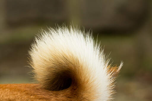 Een close up van de kenmerkende borstelige staart van een japanse shiba inu