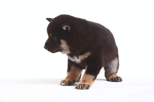 Een close up van de indrukwekkende reuzenpoten van een japanse shiba inu pup