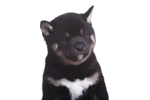 Een close up van het mooie ronde gezicht van een japanse shiba inu pup