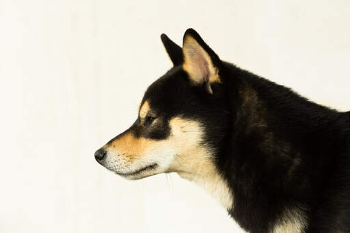 Een profiel van een japanse shiba inu met een lange spitse neus en grote spitse oren