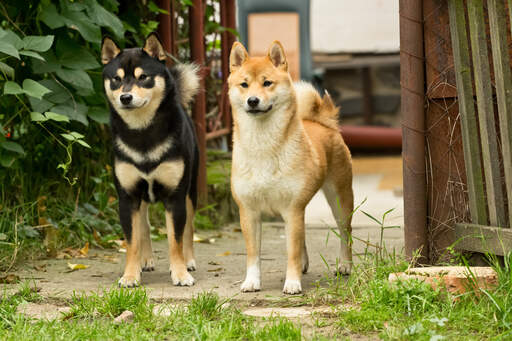 Twee gezonde volwassen japanse shiba inus die samen rechtop staan