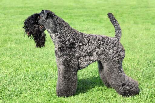 Een ongelooflijk verzorgde kerry blue terrier met een prachtige lange, zwarte baard