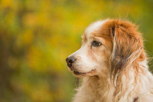 Een close up van de prachtige lange ruige oren van een kooikerhondje