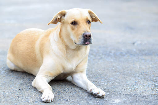 Een labrador retriever die ligt, geduldig wachtend op een commando