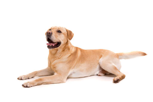 Een gezonde jonge volwassen labrador retriever met een dikke Golden vacht