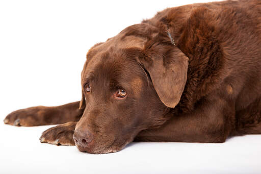 Een volwassen chocolate lab genietend van een rustpauze op de vloer