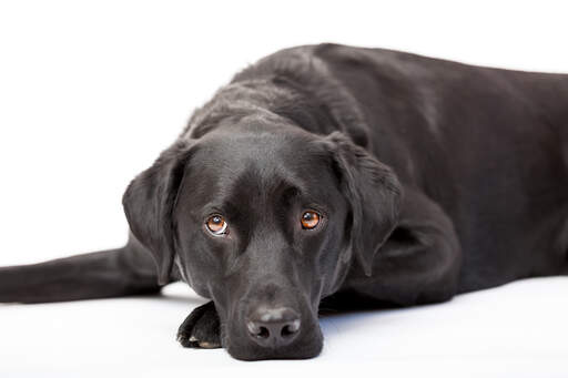 Een volwassen labrador retriever rustend, genietend van de vloer