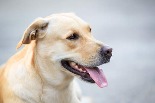 Een volwassen labrador retriever met een mooie, dikke, blonde vacht