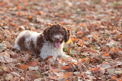 Een plezierige laGotto romagnolo genietend van de herfstbladeren