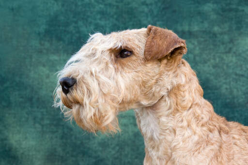 Een close up van de mooie keurige baard van een lakeland terriër