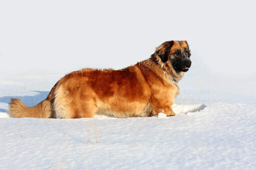 Een prachtige, volwassen leonberger genietend van wat beweging in de Snow