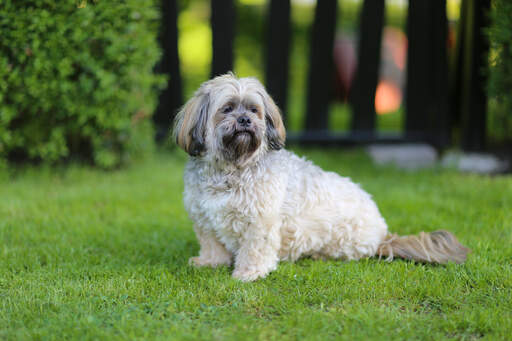 Een mooie, kleine lhasa apso die geduldig zit te wachten op een commando