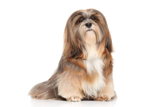 Een mooie volwassen lhasa apso met een lange, Goed verzorgde vacht