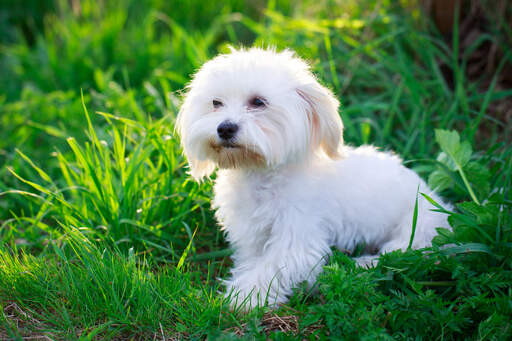 Een prachtige, kleine maltezer puppy met een zachte witte vacht en bruine baard