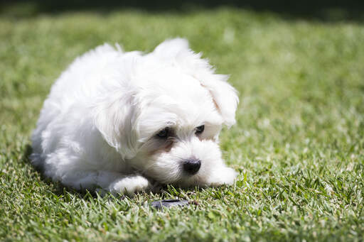 Een nieuwsgierige kleine maltezer pup, die het gras inspecteert