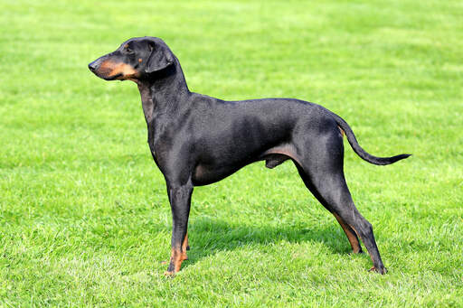 Een manchester terrier die pronkt met zijn prachtige lange poten en slanke lichaamsbouw