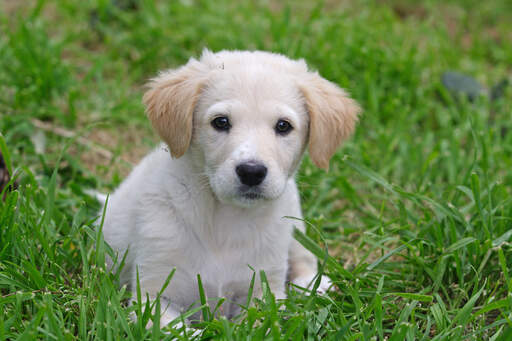 Een schattige kleine maremma schaapshond pup