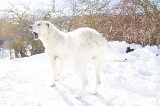 Een prachtige maremma herdershond uit in de Snow