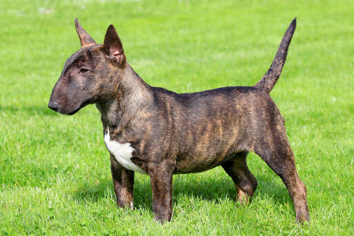 Een miniatuur bull terrier die pronkt met zijn korte, gespierde lichaam en spitse oren