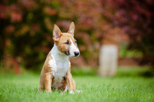 Een mooie, kleine miniatuur bull terrier zittend, rustend in het gras