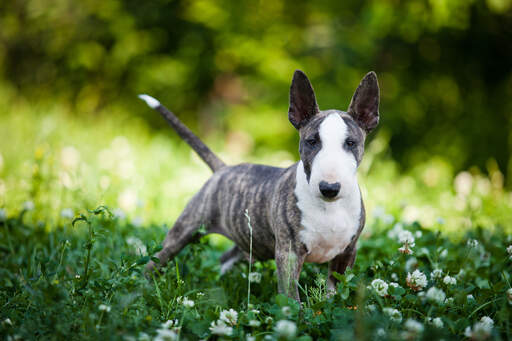 Een jonge miniatuur bull terrier met grote, mooie puntige oren