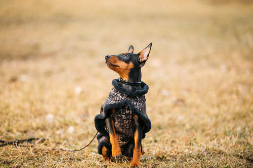 Een kleine dwergpinscher aan het wandelen met zijn jas aan