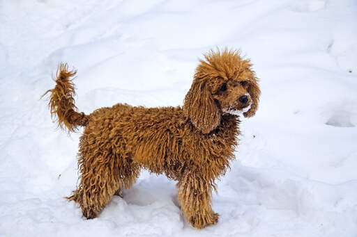 Een schattige, kleine dwergpoedel die geniet van wat beweging in de Snow