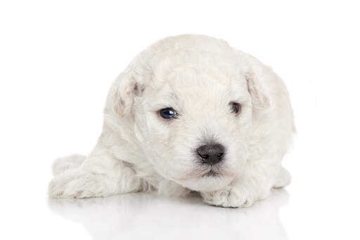 Een prachtige kleine dwergpoedel puppy met een mooie, dikke witte vacht