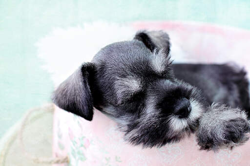 Een mooie, kleine dwergschnauzer met een donzige grijze baard en wenkbrauwen