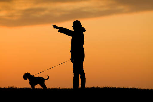 Een silhouet van een dwergschnauzer en zijn eigenaar