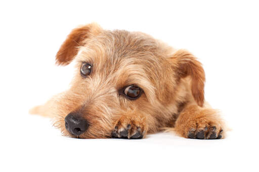 Een close up van een norfolk terrier's mooie pezige vos