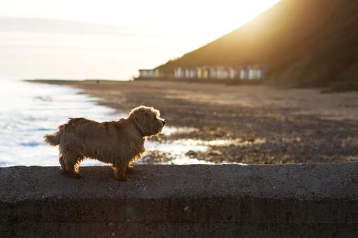 Een lieve, kleine volwassen norfolk terriër rustend op de muur naast het strand