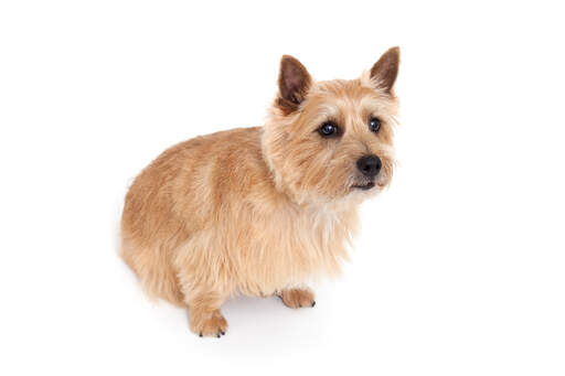 Een norwich terrier zit geduldig te wachten op aandacht van zijn baasje