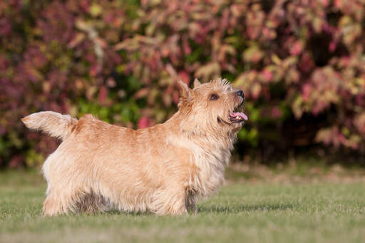 Een mooie kleine norwich terrier pronkend met zijn prachtige korte poten en lange lichaam