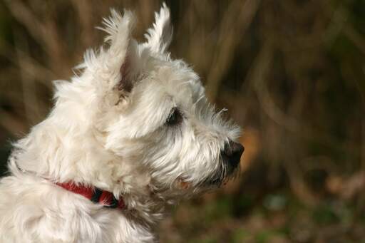 Een lieve kleine norwich terriër met een dikke witte vacht en spitse oren