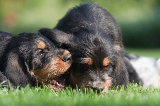 Twee prachtige kleine otterhound puppies spelen op het gras
